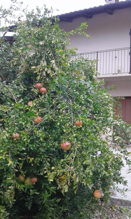 AGRITURISMO CASCINA MONACHE في Santa Vittoria dʼAlba: شجرة تفاح عليها الكثير من التفاح