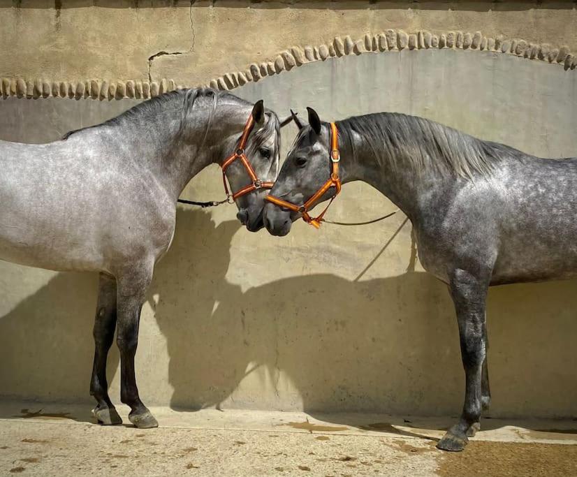 deux chevaux debout l'un à côté de l'autre à côté d'un mur dans l'établissement Logement insolite au coeur d'une écurie, à Arles