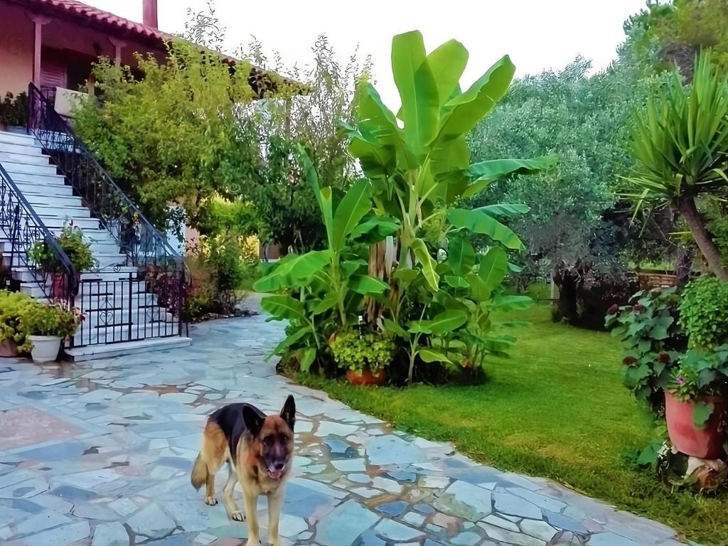 Majutusasutuse Cottage House,with big garden & lawn külastajatega peatuv lemmikloom või lemmikloomad