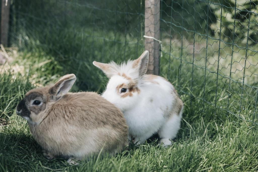 Zvířata v apartmánu nebo okolí