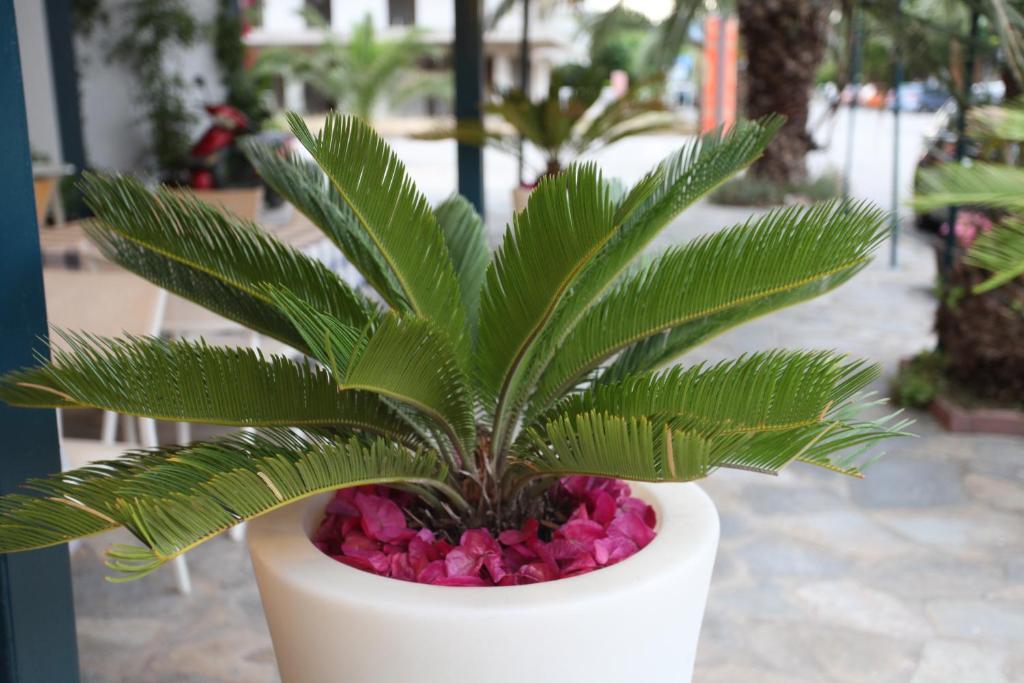 Zahrada ubytování Hotel Alexandros