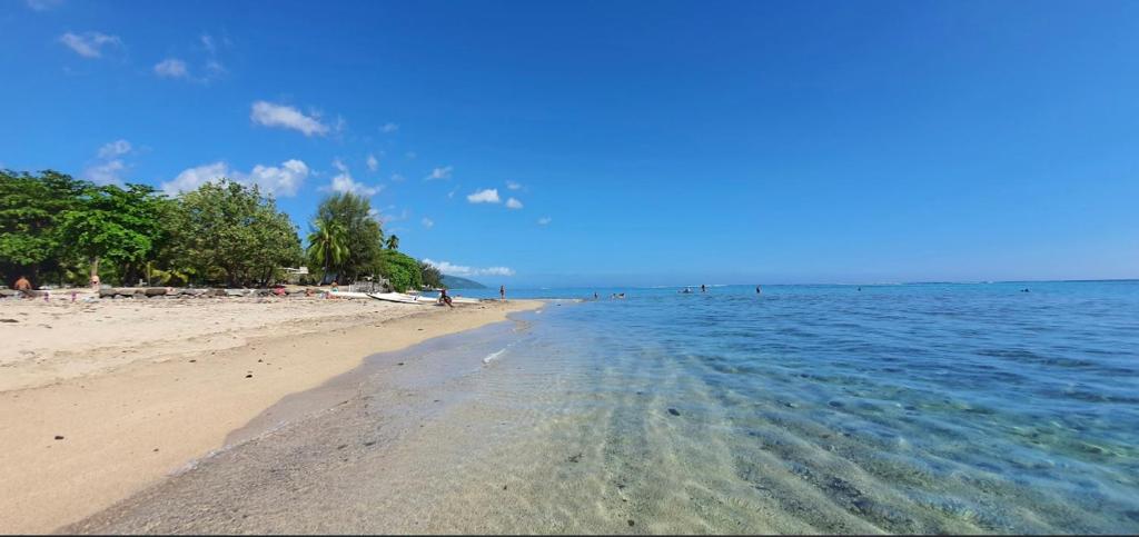 a sandy beach with trees and the water at Tuatahi Beach Lodge in Punaauia