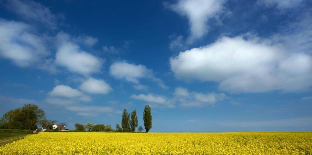 un campo di colza giallo con cielo e nuvole blu di Ferienwohnung Mercedes a Zinnowitz