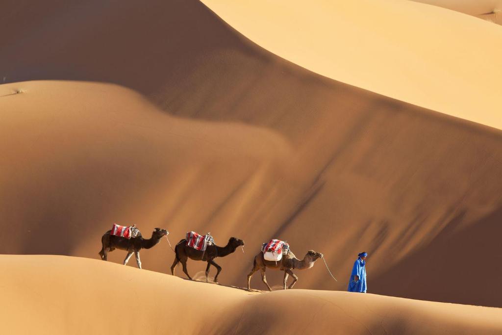 a group of camels walking in the desert at Merzouga Luxury Traditional Camp in Merzouga
