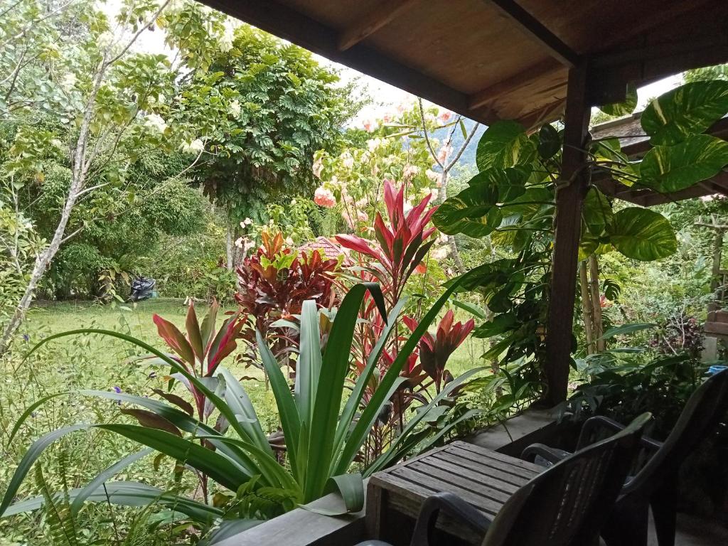 un patio avec un banc et quelques plantes dans l'établissement Thousand hills ketambe, à Lhokuenam