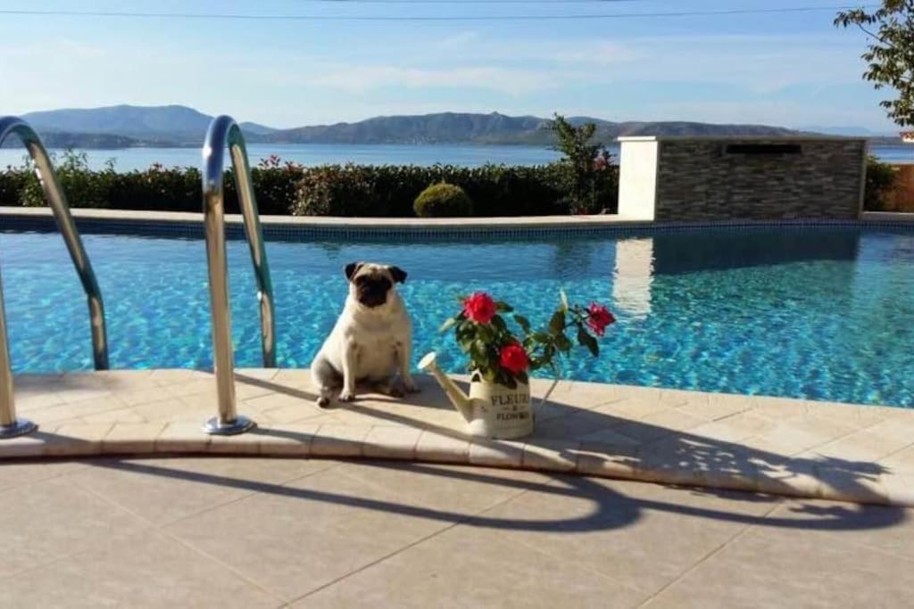 un perro cachorro sentado junto a una piscina en Spacious Villa With a Pool, en Nea Peramos