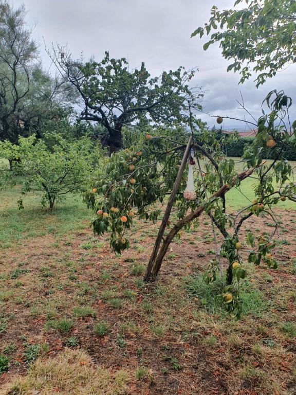 ein Apfelbaum mit Äpfeln auf einem Feld in der Unterkunft Studio cocon in Montbrison