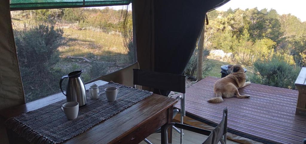 Domácí mazlíčci ubytovaní s hosty v ubytování Trees&Seas - Getaway Glamping