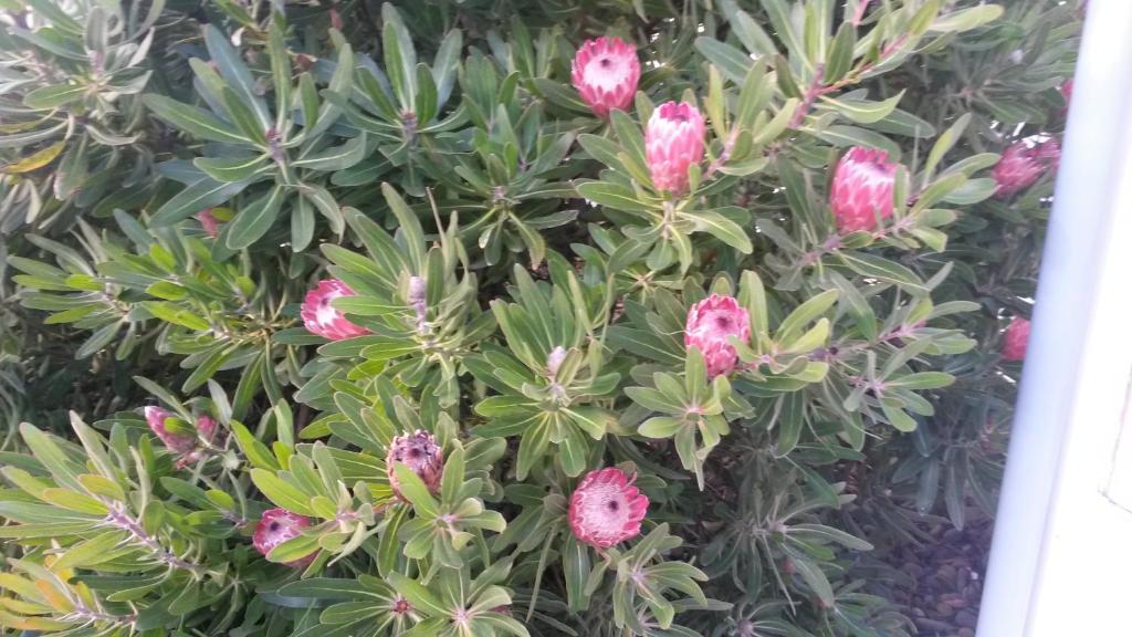 Wellington 747 Motel - Resim 9