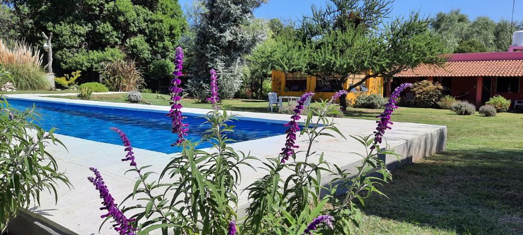 Posada Villapancha في سان خافيير: حديقة بها زهور أرجوانية بجوار حمام سباحة