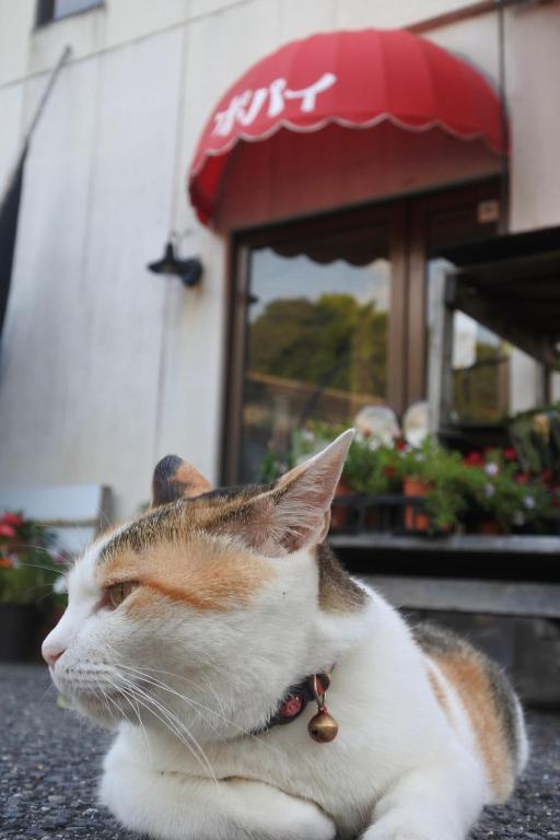 Domácí mazlíčci ubytovaní s hosty v ubytování 海に恋する泊まれる喫茶店 ポパイ