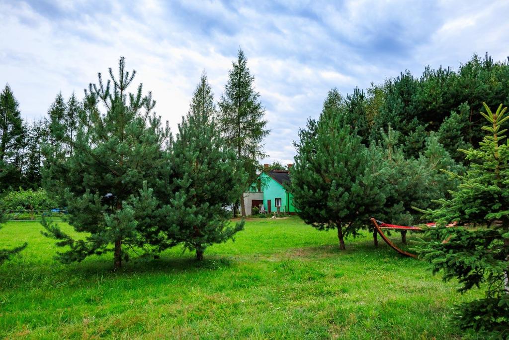 un gruppo di alberi in un campo con una casa di Zielona Zagroda Agnieszka Połeć a Poświętne