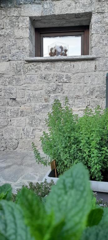 Zahrada ubytování Borgo Vico