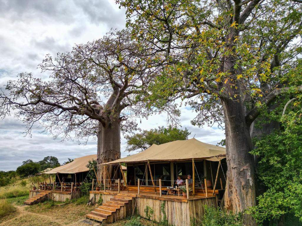 a safari tent with two large trees in a field at Olkeri Camp in Olmotoni
