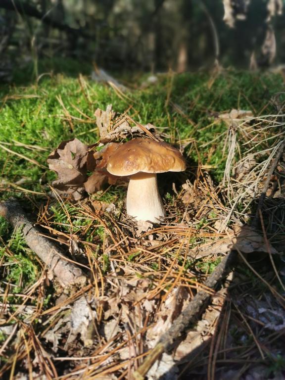 Fotografie z fotogalerie ubytování Siedlisko pod Orzechem v destinaci Przyłęk