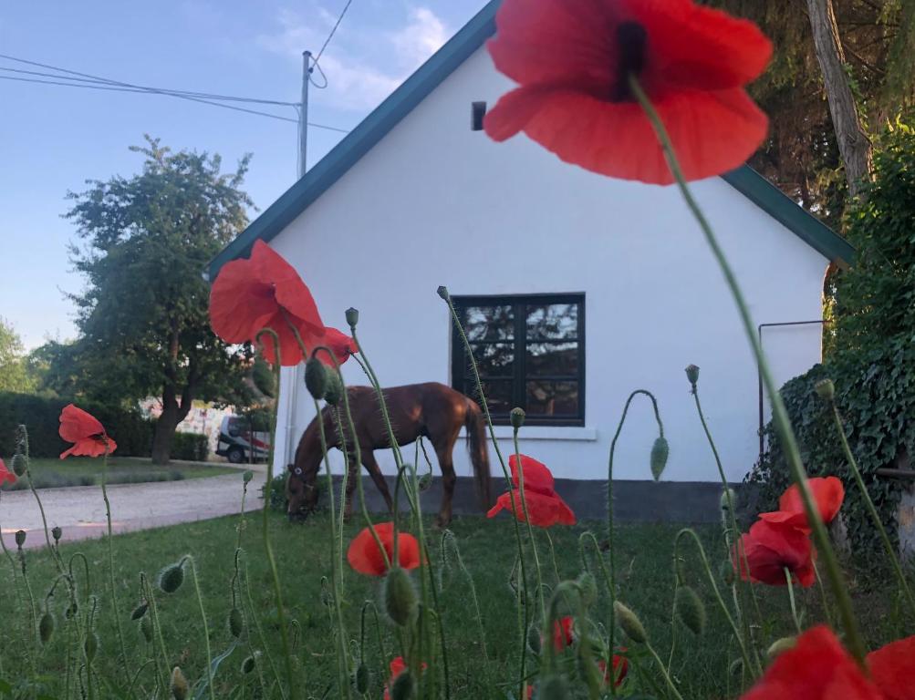 um cavalo parado na relva ao lado de um edifício com flores vermelhas em Lovas Udvarház Ezüst Zabla Apartman Piliscsaba em Piliscsaba