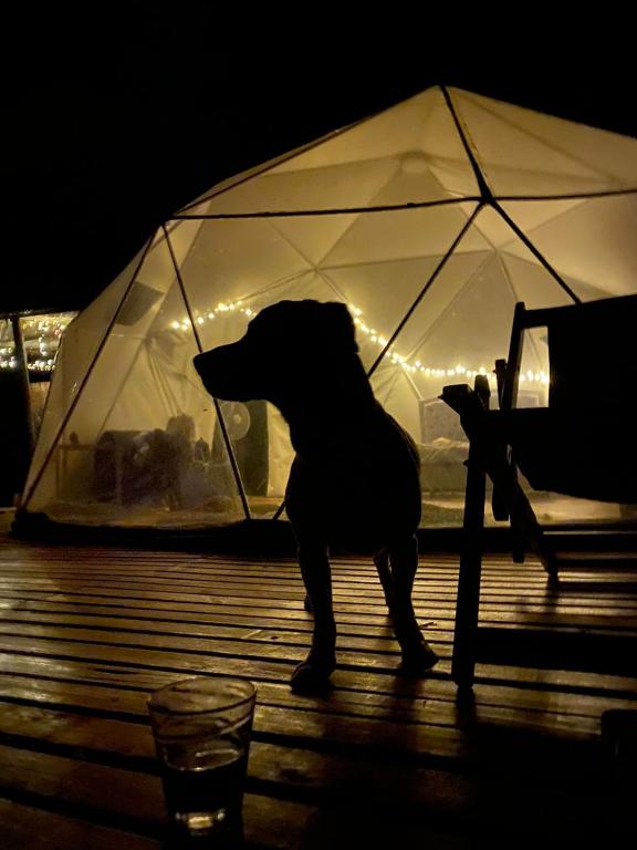 Domácí mazlíčci ubytovaní s hosty v ubytování Domo Glamping Reserva Los Cucharos