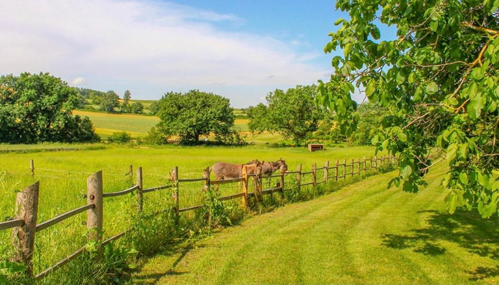 deux vaches debout dans un champ derrière une clôture dans l'établissement LA ROULOTTE DE MIGOU, à Larrazet