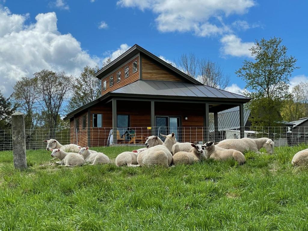 a herd of sheep laying in the grass in front of a house at Fat Sheep Farm & Cabins in Windsor