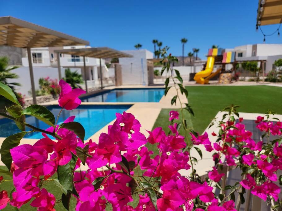 a bunch of pink flowers in front of a swimming pool at Coral de Cortez - New Beach House in San Carlos