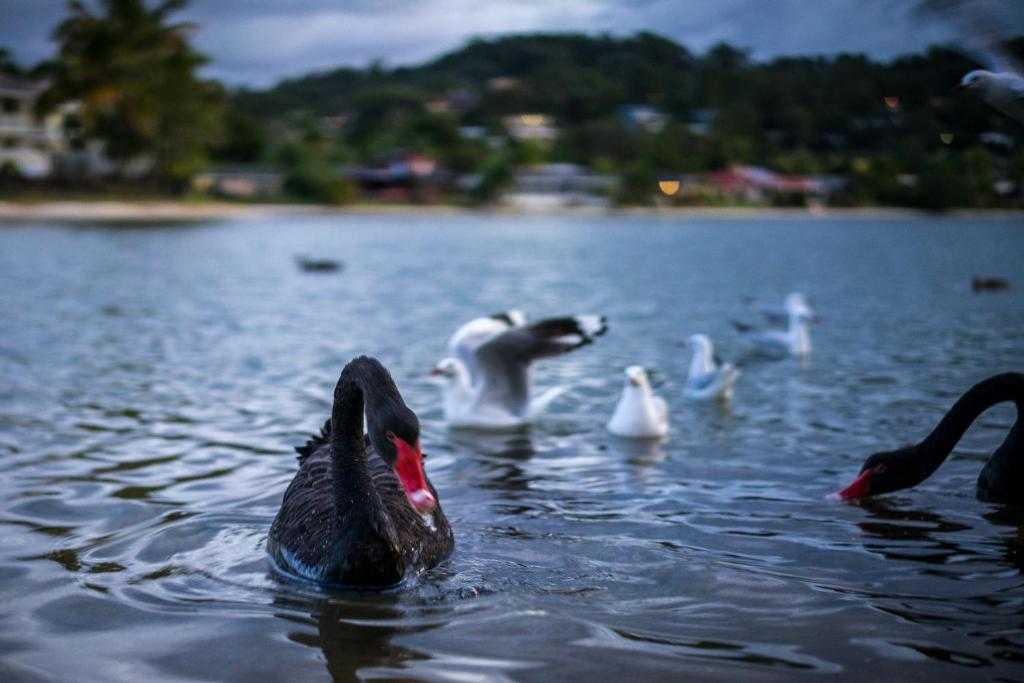 Bay of Palms - Resim 13