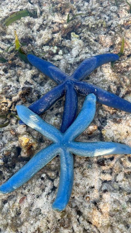 a blue starfish laying on the ground at Meno Suites in Gili Meno