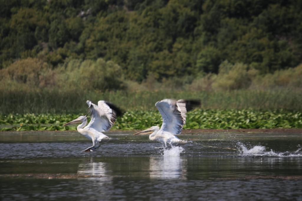 Lotus House Dodoši - 15