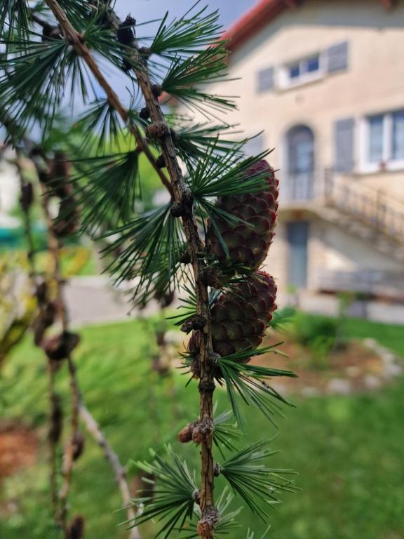 un cône de pin suspendu à une branche d'arbre dans l'établissement chambre d'hôtes Ô rendez-vous, à Roquefeuil