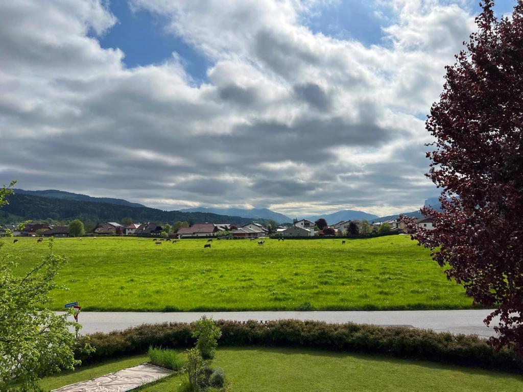 a green field with animals grazing in the distance at Ferienwohnung zum Entspannen in Thalgau