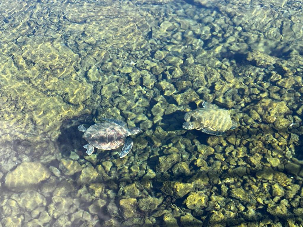 Zvířata v hotelu nebo okolí
