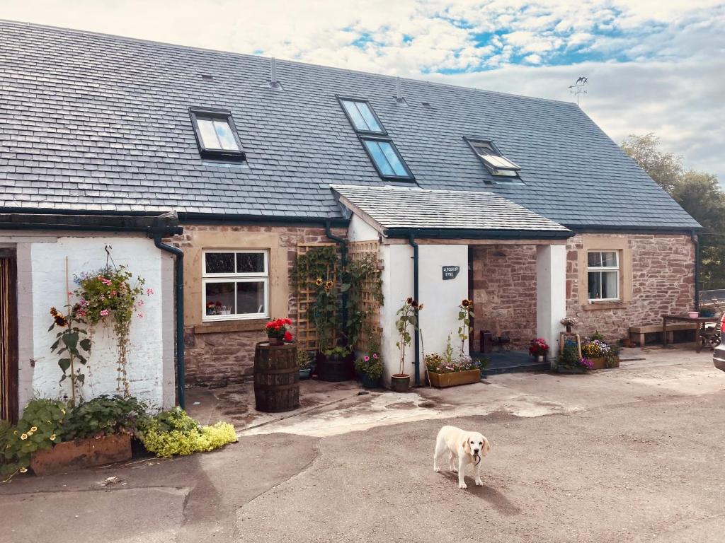 a white dog standing in front of a house at Altquhur Byre in Drymen