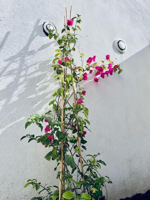 a plant with pink flowers growing against a wall at Le Berceau Vert in Marseille