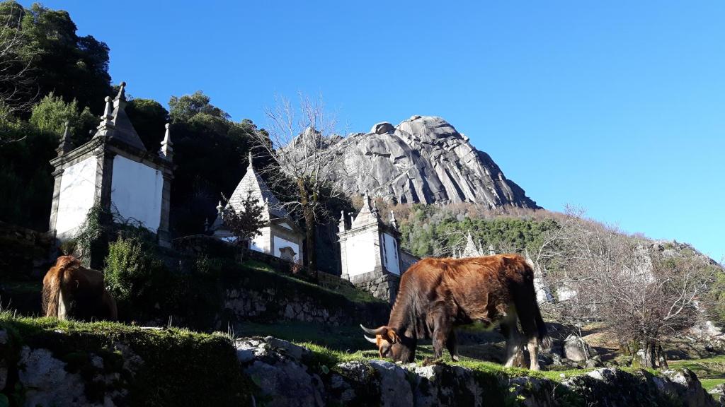 two cows grazing in a field in front of a house at Penedino Mountain Cottage in Arcos de Valdevez