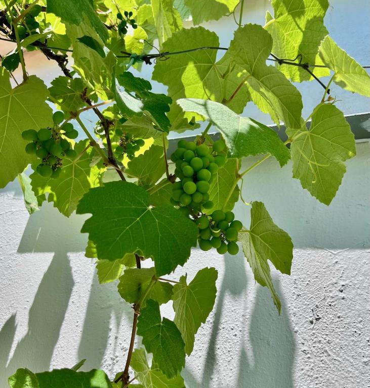 Zahrada ubytování Villa Athena Skiathos