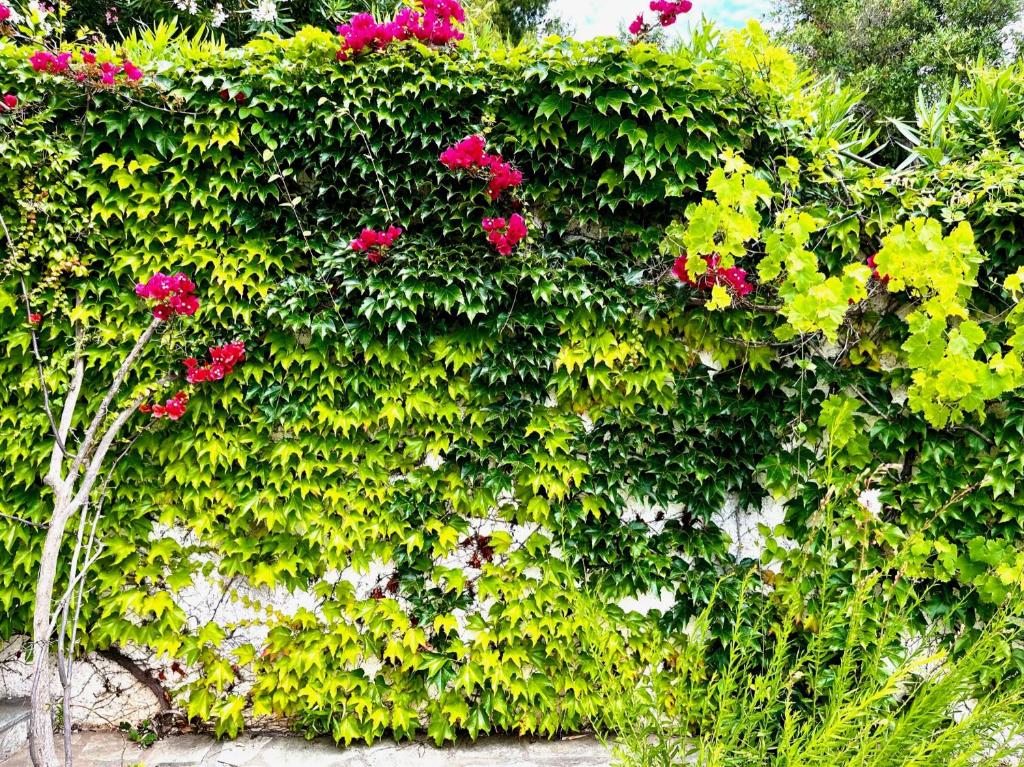 Zahrada ubytování Villa Athena Skiathos