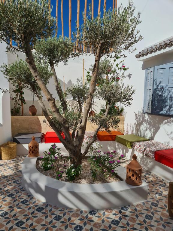 a bonsai tree on a table in a room at La Maison des Vagues in Sidi Kaouki