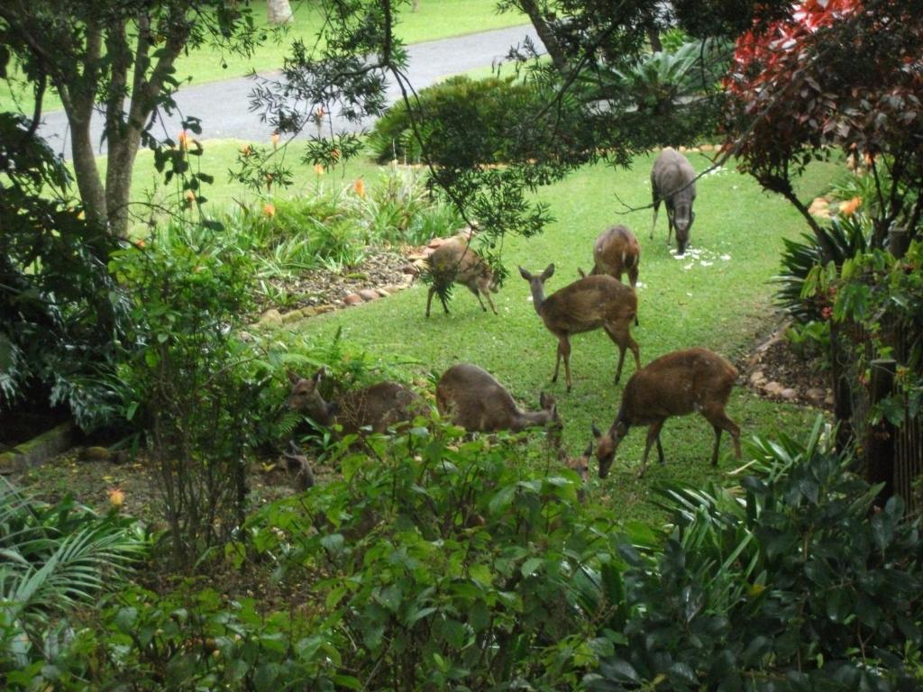 a group of deer grazing in the grass at Glen House in Brenton-on-Sea