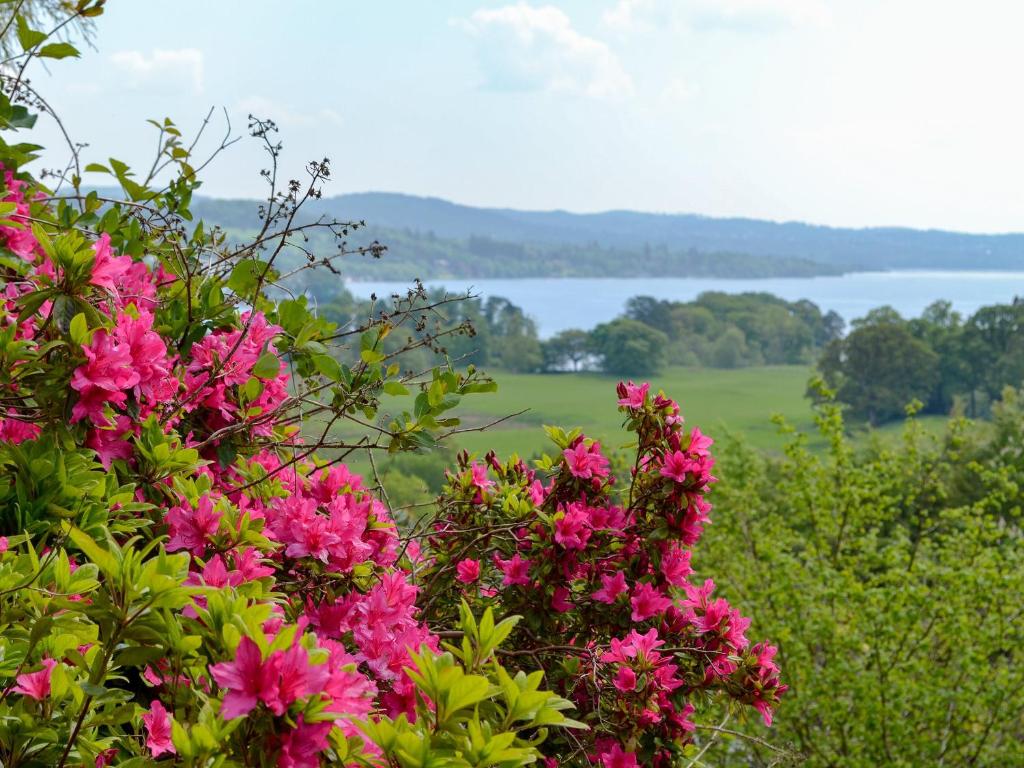 a bush of pink flowers with a view of the water at Scafell Apartment in Ambleside