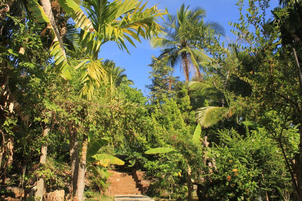 un sentiero attraverso la giungla con palme di Serenity Sigiri Resort a Sigiriya