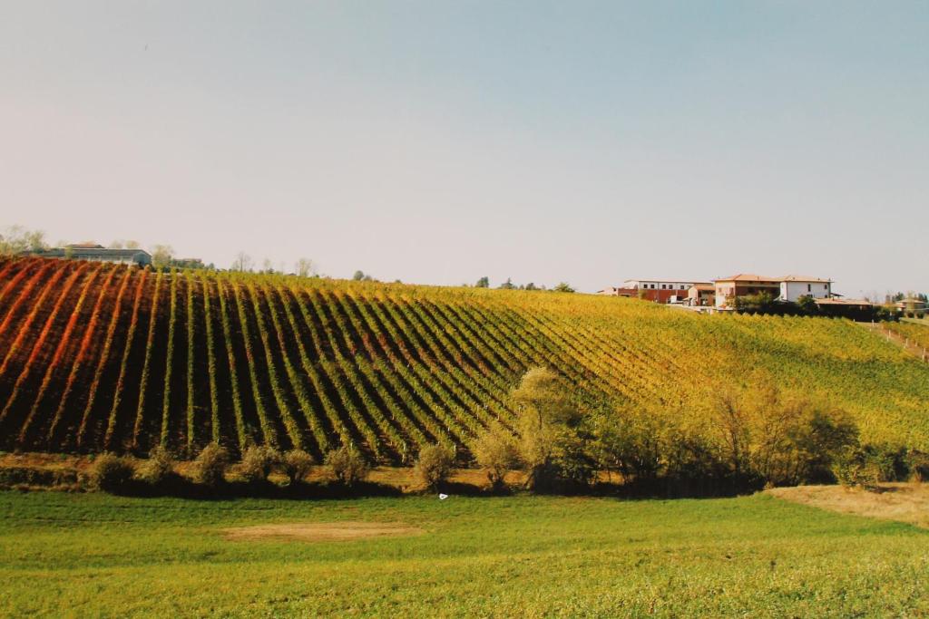 winnica na wzgórzu z domem w tle w obiekcie Agriturismo Le Casette w mieście Castelvetro di Modena