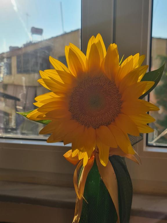 Sunflower Cozy Apartment Near Bllok Area - Imazhi 6