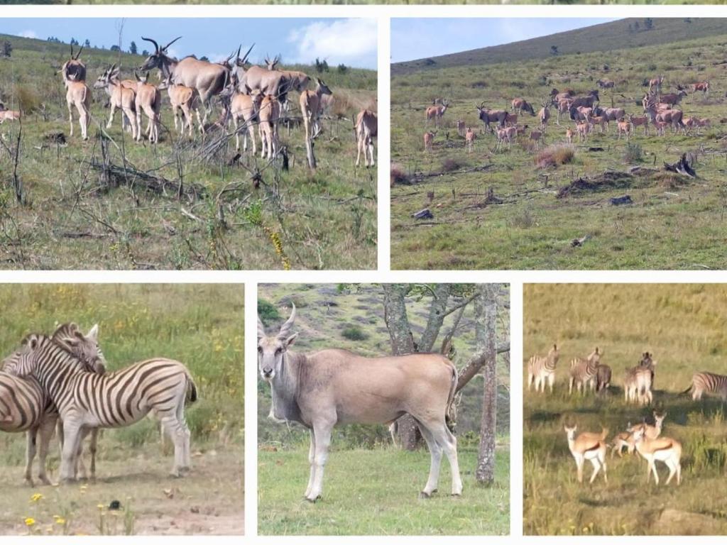 een groep van vier foto's van dieren in een veld bij Keurbooms River Game Trails in Plettenbergbaai