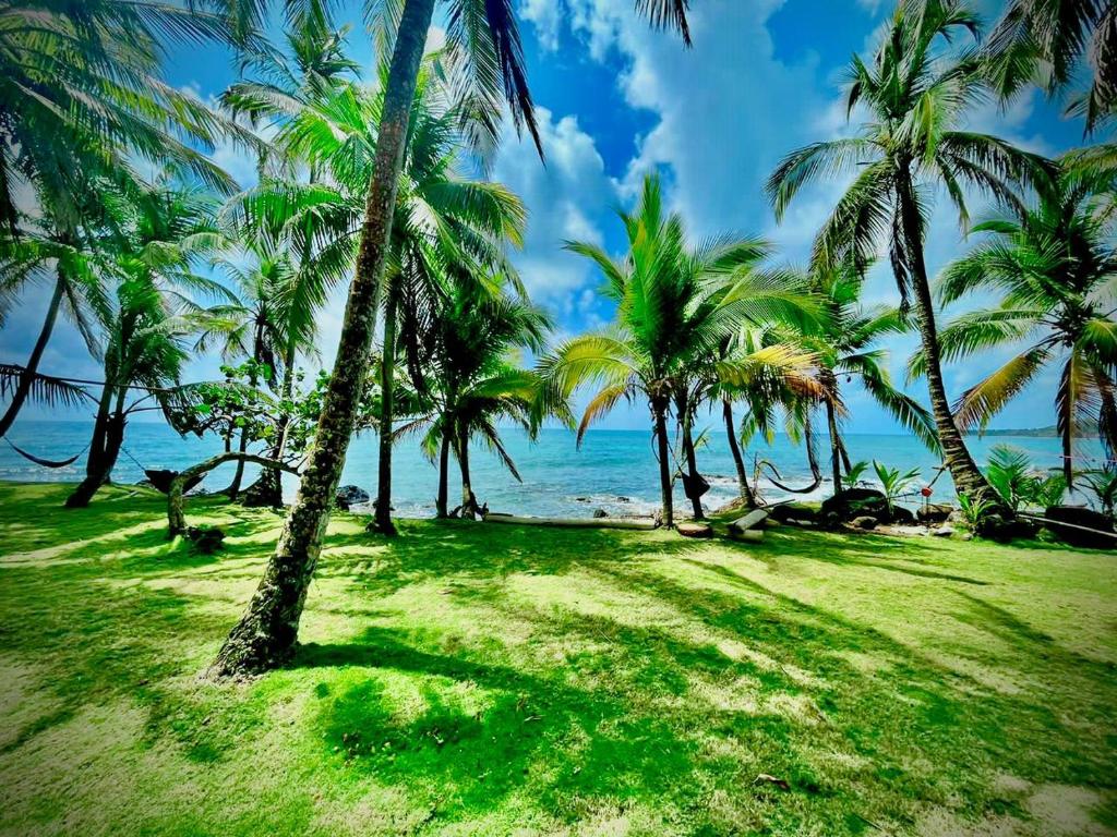 um grupo de palmeiras numa praia em Coral View Hostel em Ilhas do Milho