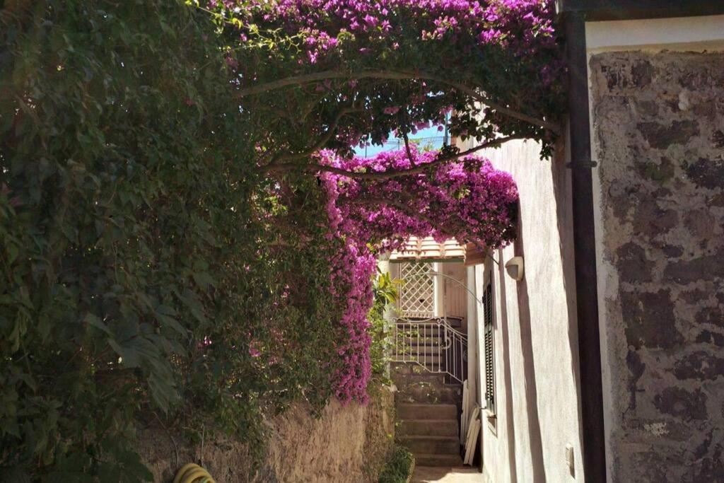 Zahrada ubytování Villa Vittoria, Ischia
