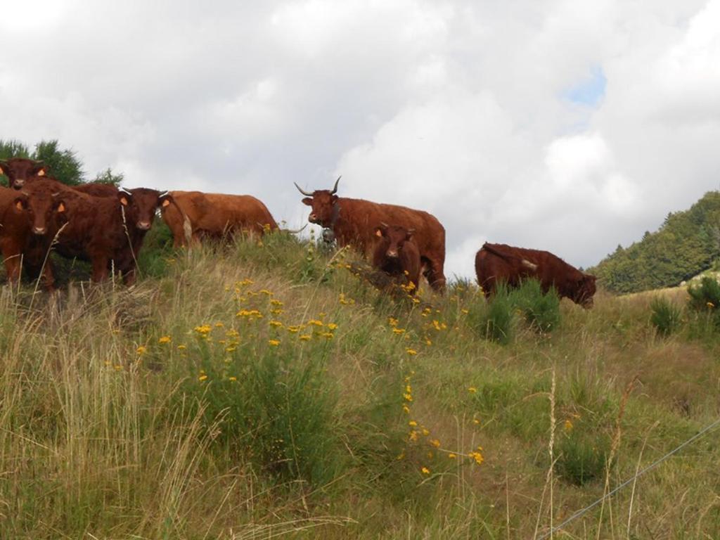 a herd of cows standing on a grassy hill at Gîte Fontanges, 4 pièces, 6 personnes - FR-1-742-413 in Fontanges