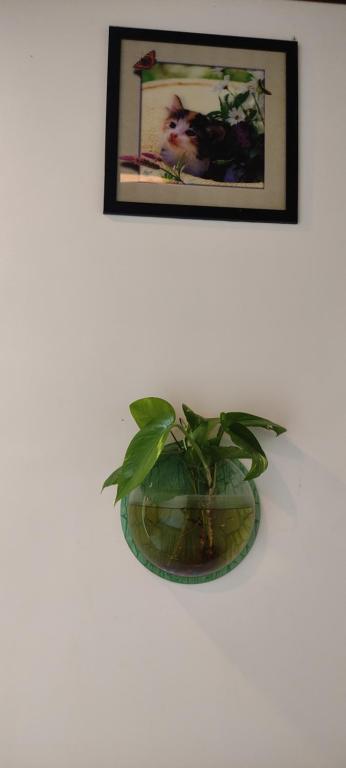 Fotografie z fotogalerie ubytování Soly's Villa Homestay v destinaci Munnar