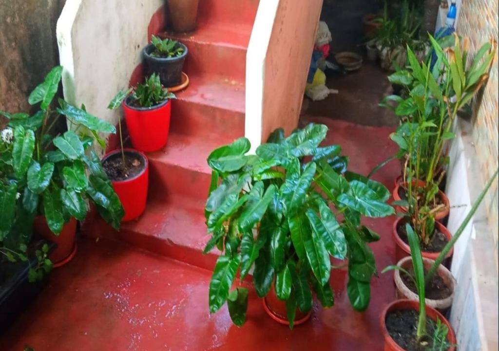 Zahrada ubytování Raelyn's Homestay