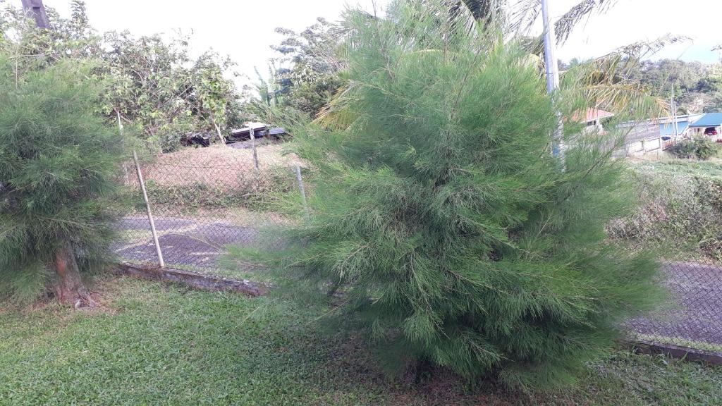 a small pine tree in a yard at GITE LE FILAO in Le Lorrain