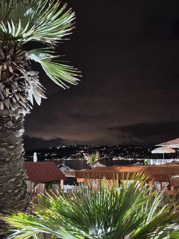 a palm tree with a view of the city at night at Soleil 2023 in Antibes