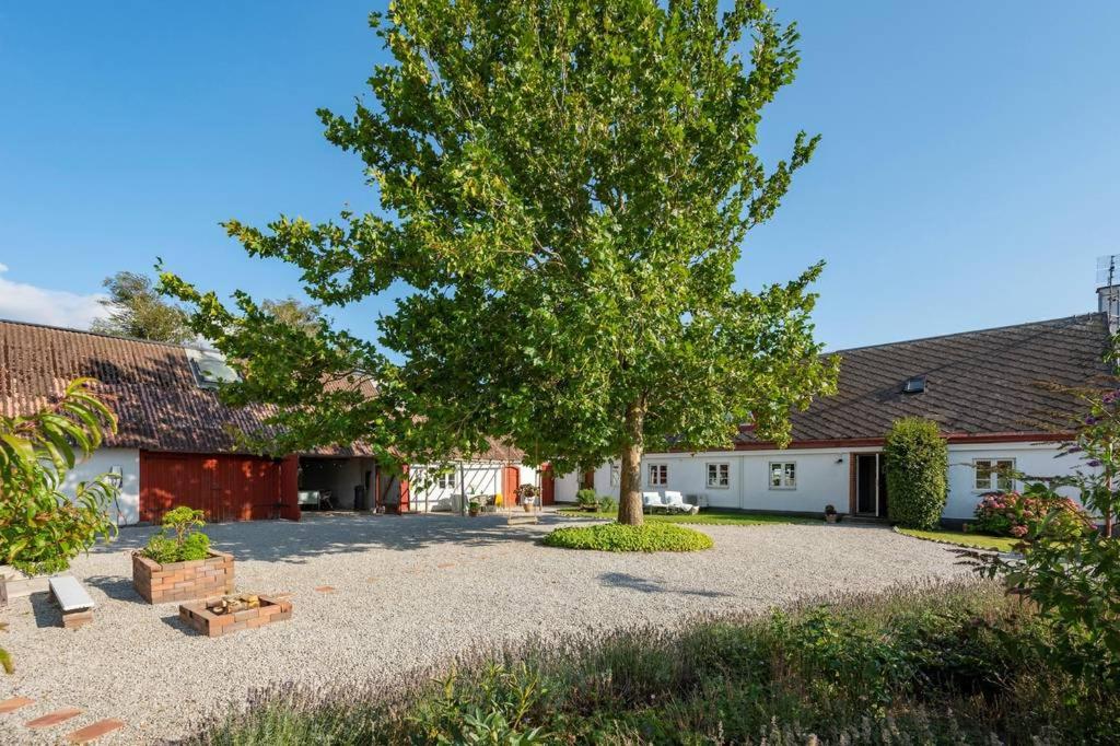 a large tree in the middle of a courtyard at Swedish Farmhouse near Malmö and Copenhagen in Trelleborg